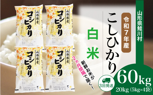＜令和7年産米＞こしひかり【白米】60kg定期便(20kg×3回)